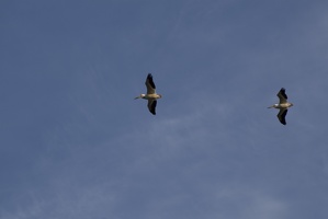 314-2598 Davenport IA - Pelicans in Flight